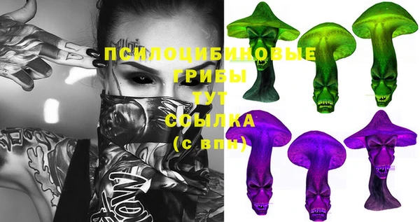 индика Новозыбков