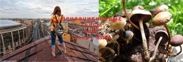 индика Новозыбков